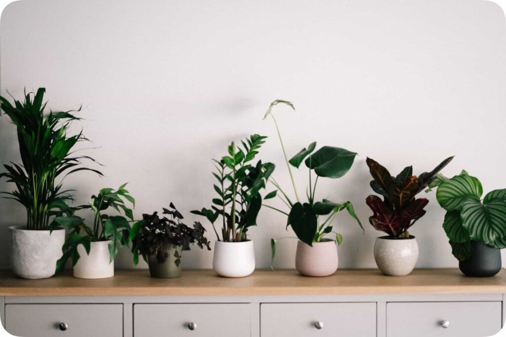 five elements of vastu earth indoor plants